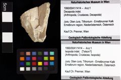 Foto (Objket + Etiketten) von Goniodromites sp. 